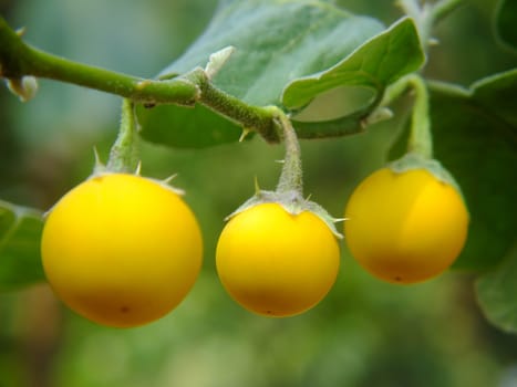 Three fresh yellow eggplant (Solanum melongena) in garden or know as Thai White Egg or Golden Egg