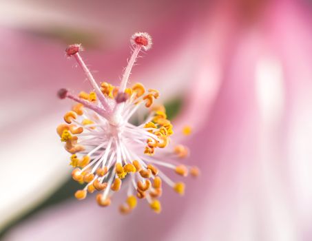 Close up photo of dainty pink hibiscus stamen