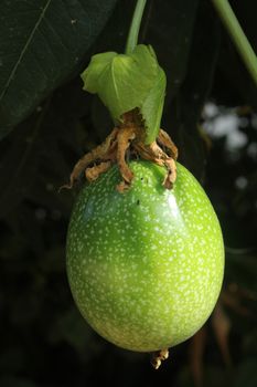 The passionfruit is  starting to ripen.They are growing so fast.