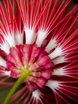 Red Power Puff Flower, Calliandra tergemina