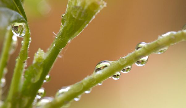 Water drops on a plant close up 
