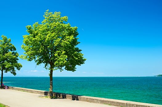 Trees by Lake Constance (Bodensee) at Germany