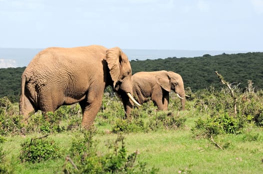 Elephants in the Addo Elephant National Park, South Africa
