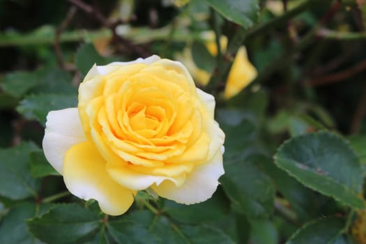 Yellow roses is blooming look so beautiful.