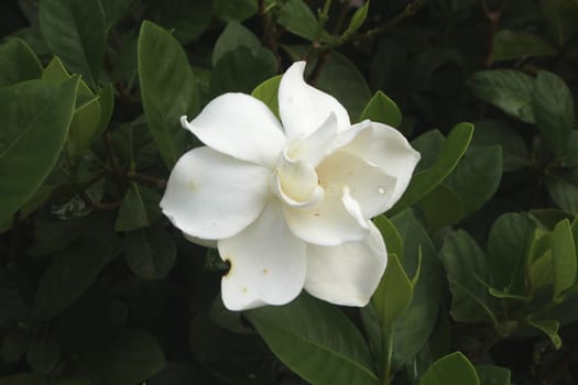 Gardenia jasminoides is a shrub tall and like sunlight.