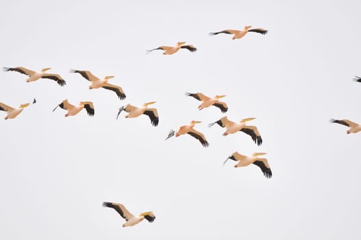 Great white pelicans in formation at Walvisbay, Namibia
