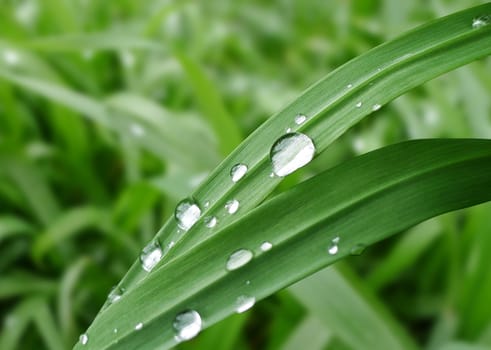 Closeup view of green leaves with rain drops, beautiful nature background. 