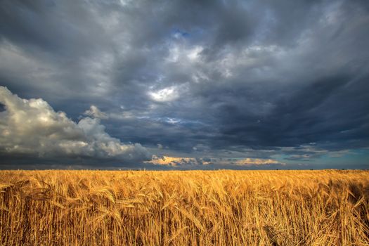 field of ripe wheat on a background of a stormy sky