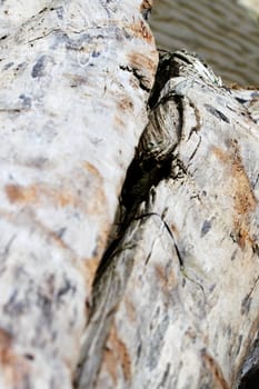 Close up of old driftwood lying on the beach.