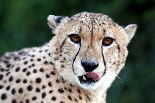 Cheetah wild cat with beautiful big brown eyes