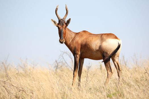 Red Hartebeest antelope standing in the long African grassland