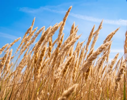 Common reed  bending with the wind, against clear sky