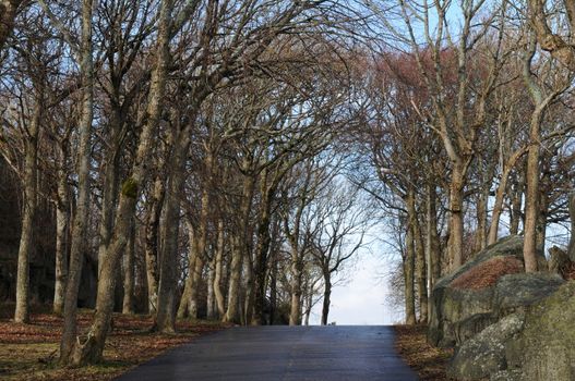 Portal of trees in early spring