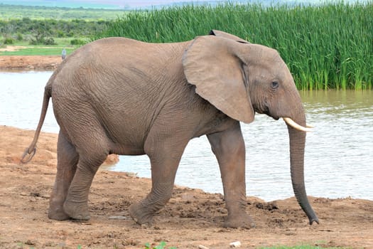 Elephant in the Addo Elephant National Park, South Africa
