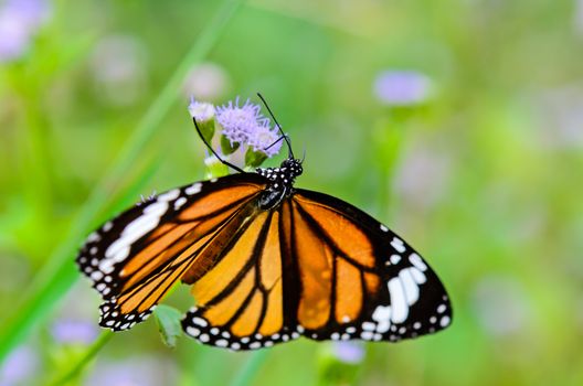 Common Tiger or Danaus genutia, Close up butterfly yellow black pattern are eating nectar on flowers
