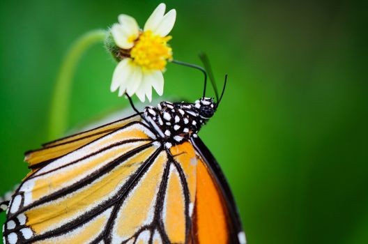 Common Tiger or Danaus genutia, Close up butterfly yellow black pattern are eating nectar on flowers