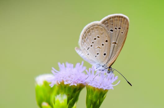 Close up small brown butterfly eating the nectar on flower of grass, One of the smallest butterflies in the world, Tiny Grass Blue or Zizula hylax hylax