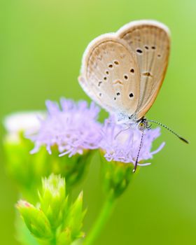 Close up small brown butterfly eating the nectar on flower of grass, One of the smallest butterflies in the world, Tiny Grass Blue or Zizula hylax hylax