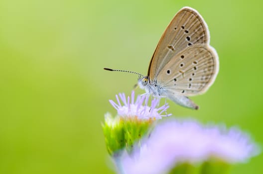 Close up small brown butterfly eating the nectar on flower of grass, One of the smallest butterflies in the world, Tiny Grass Blue or Zizula hylax hylax