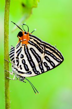 Close up white butterfly with black stripes tail orange, Club Silverline or Spindasis syama terana