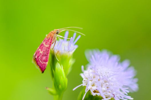 Small pink moth eating nectar on flower of grass