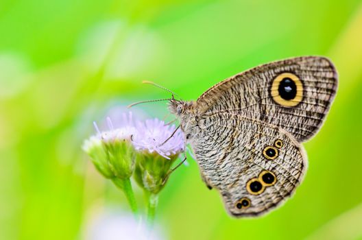 Common Wood Nymph, Close-up of a grey-brown patterned butterfly with large "eye" spots on its wings in Thailand