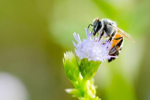Small bee eating nectar on blue flower of Goat Weed in meadow of Thailand