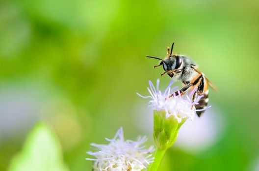 Small bees are clean legs and mouth on blue flower of Goat Weed in meadow of Thailand