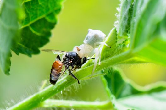 White Crab Spider has almost translucent head and legs catch bees and eat 