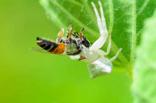 White Crab Spider has almost translucent head and legs catch bees and eat 