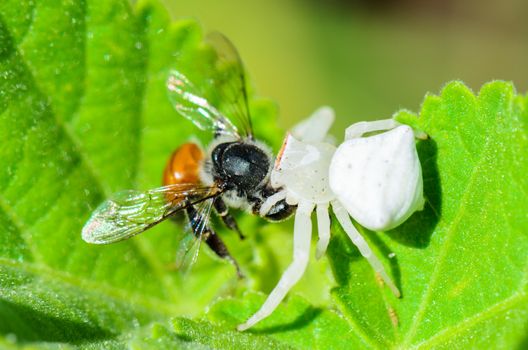 White Crab Spider has almost translucent head and legs catch bees and eat 