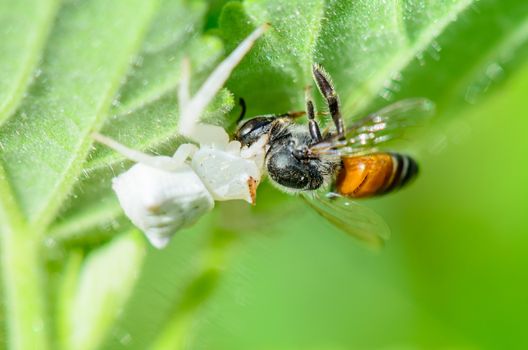 White Crab Spider has almost translucent head and legs catch bees and eat 