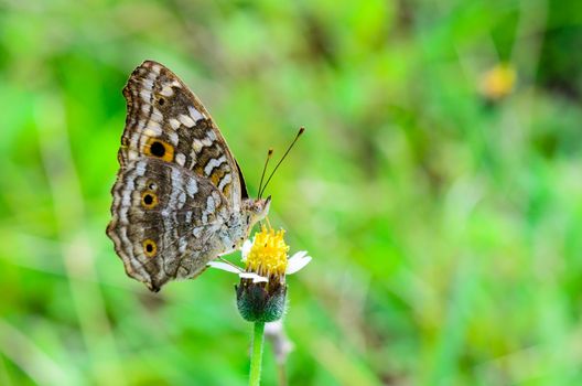 Lemon Pansy, Close up of a brown patterned butterfly with large "eye" spots on its wings in Thailand