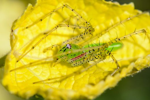 Peucetia Viridans or Green Lynx Spider, is a conspicuous bright-green spider in yellow leaves taken at Thailand