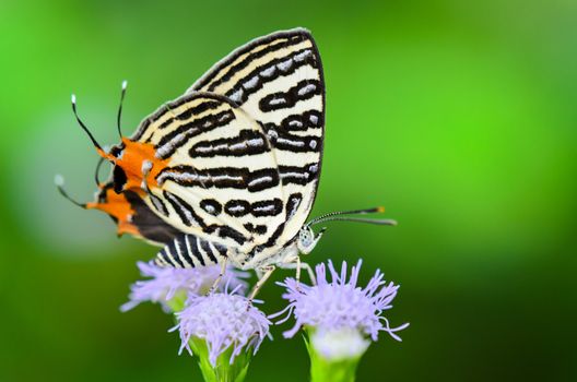 Close up white butterfly with black stripes and tail orange eating nectar on the flowers of grass in Thailand, Club Silverline or Spindasis syama terana