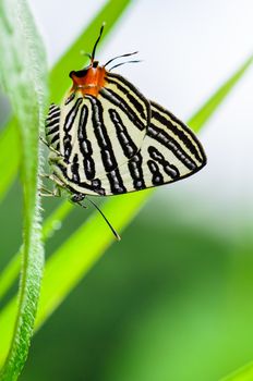 Close up white butterfly with black stripes and tail orange resting on a leaf of grass, Club Silverline or Spindasis syama terana