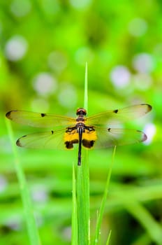 Dragonfly with black and yellow markings on its wings resting on a leaf of grass, Rhyothemis Phyllis or Yellow Barred Flutterer