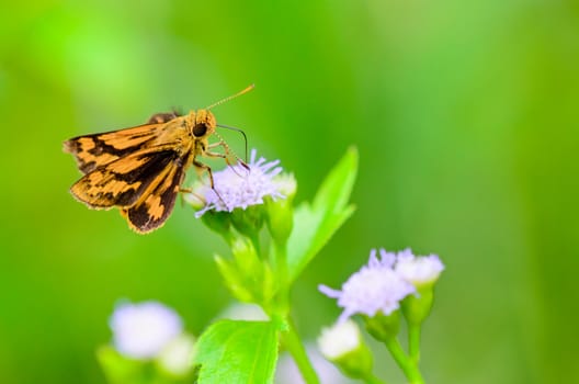 Close up small brown butterfly eating nectar on the flowers of grass in Thailand, Peck's skipper or Polites peckius