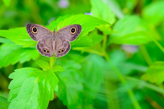 Ypthima baldus or Common Five Ring, Gray butterfly on plant leaf in Thailand