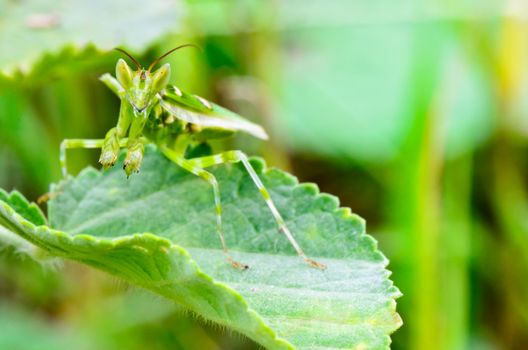 Creobroter Gemmatus, Jeweled Flower Mantis or Indian Flower Mantis on plant leaf