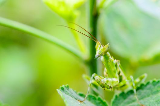 Creobroter Gemmatus, Jeweled Flower Mantis or Indian Flower Mantis on plant leaf