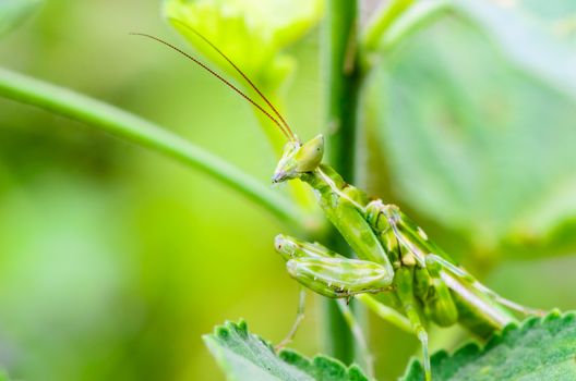 Creobroter Gemmatus, Jeweled Flower Mantis or Indian Flower Mantis on plant leaf