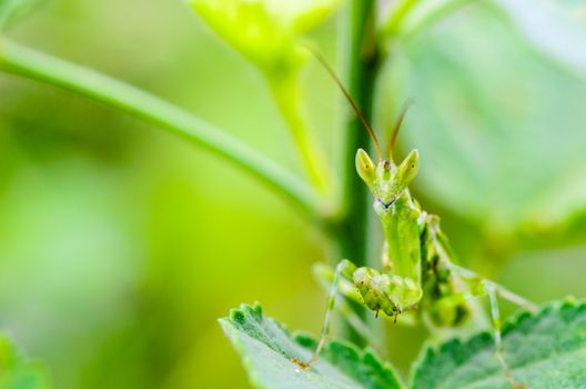 Creobroter Gemmatus, Jeweled Flower Mantis or Indian Flower Mantis on plant leaf