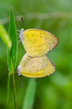 Common Grass Yellow or Eurema Hecabe butterfly mating in meadow
