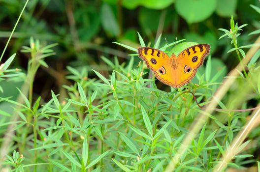 Peacock pansy butterfly (Junonia almana) on top of a bush
