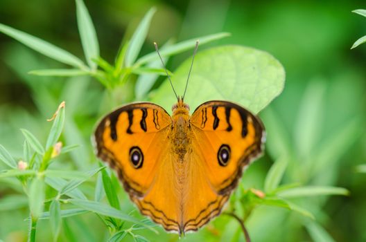 Peacock pansy butterfly (Junonia almana) on top of a bush

