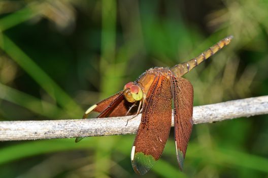 Russet Dragonfly or Neurothemis Fulvia female rest on a branch in the bush