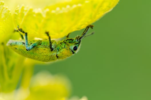 Green Weevil or Hypomeces Squamosus, Greenish yellow insect hiding from sunlight under the leaves, which have a similar color to it.
