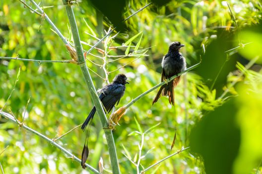 Greater Racket-tailed Drongo, Black birds perch on a tree. Was sunbathing with its mate. After water play.
