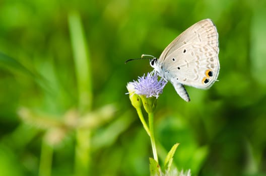Cycad Blue or Plains Cupid, Small butterfly on Goat Weed flower in summer of Thailand